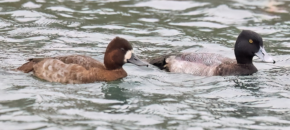 Lesser scaup